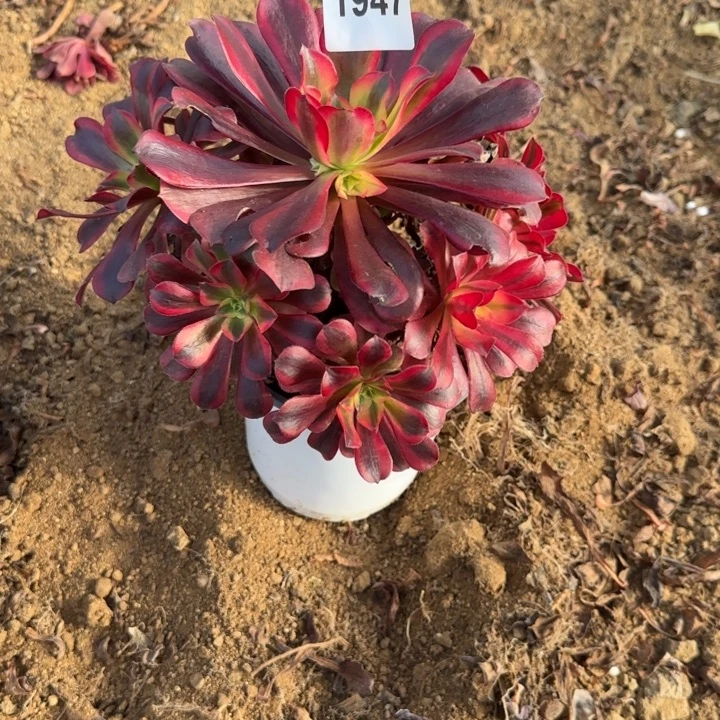 1947 清棚处理不包断枝