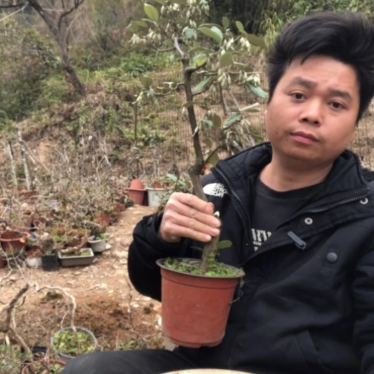 盆景素材盆栽绿植