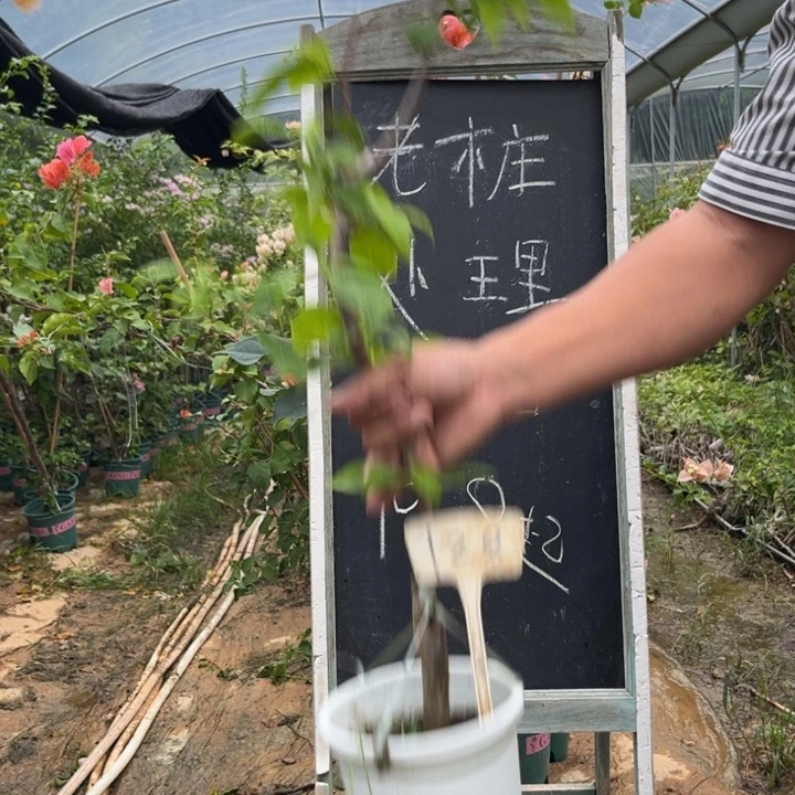 无花朵三角梅三角梅128