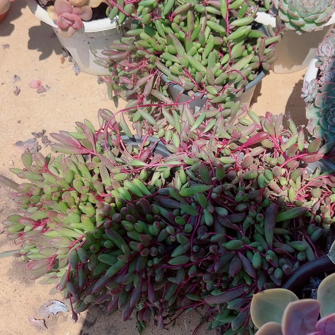 2盆紫玄月 带盆土