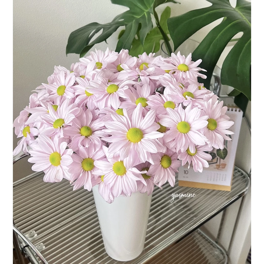 【杨鹏鲜花】粉色三文鱼 小菊 超长待机 云南鲜花包邮