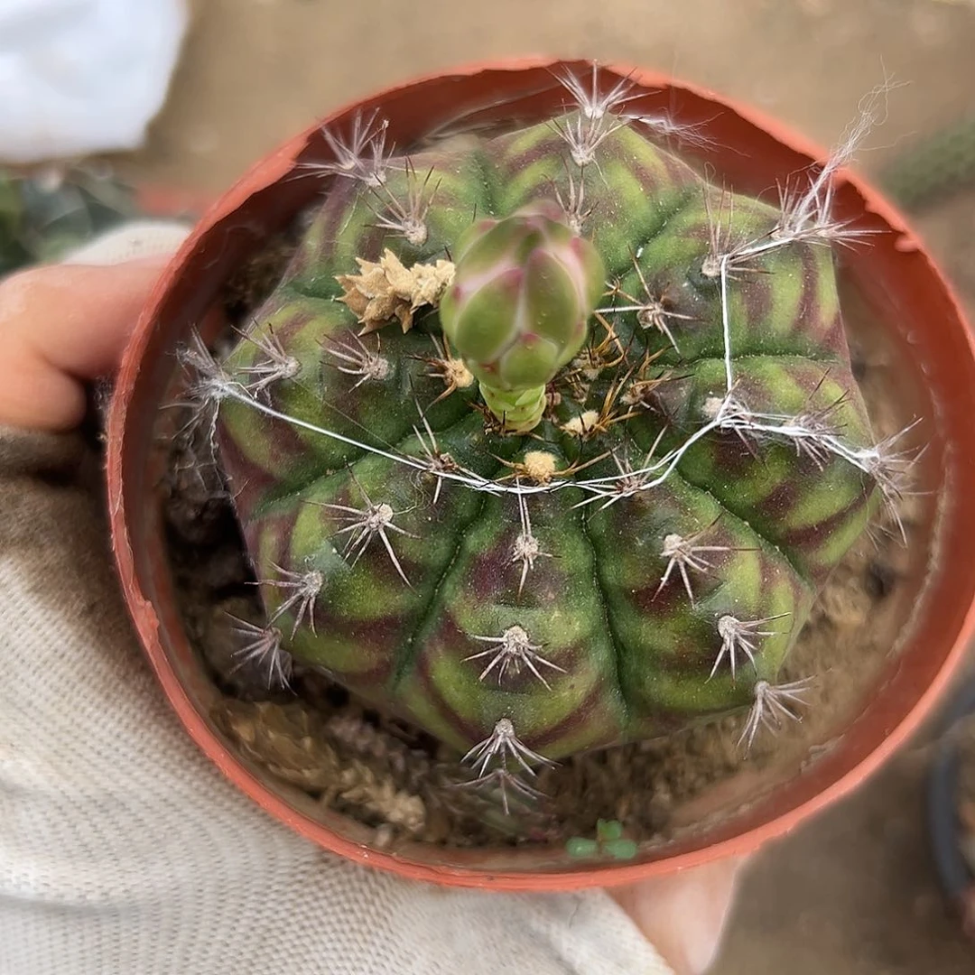 父母特呃呃呃呃呃呃呃呃呃呃呃呃呃呃呃