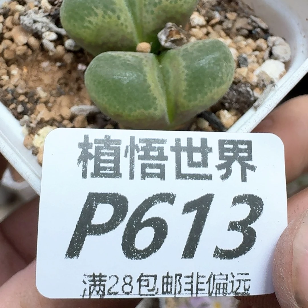 多肉植物的人生地方