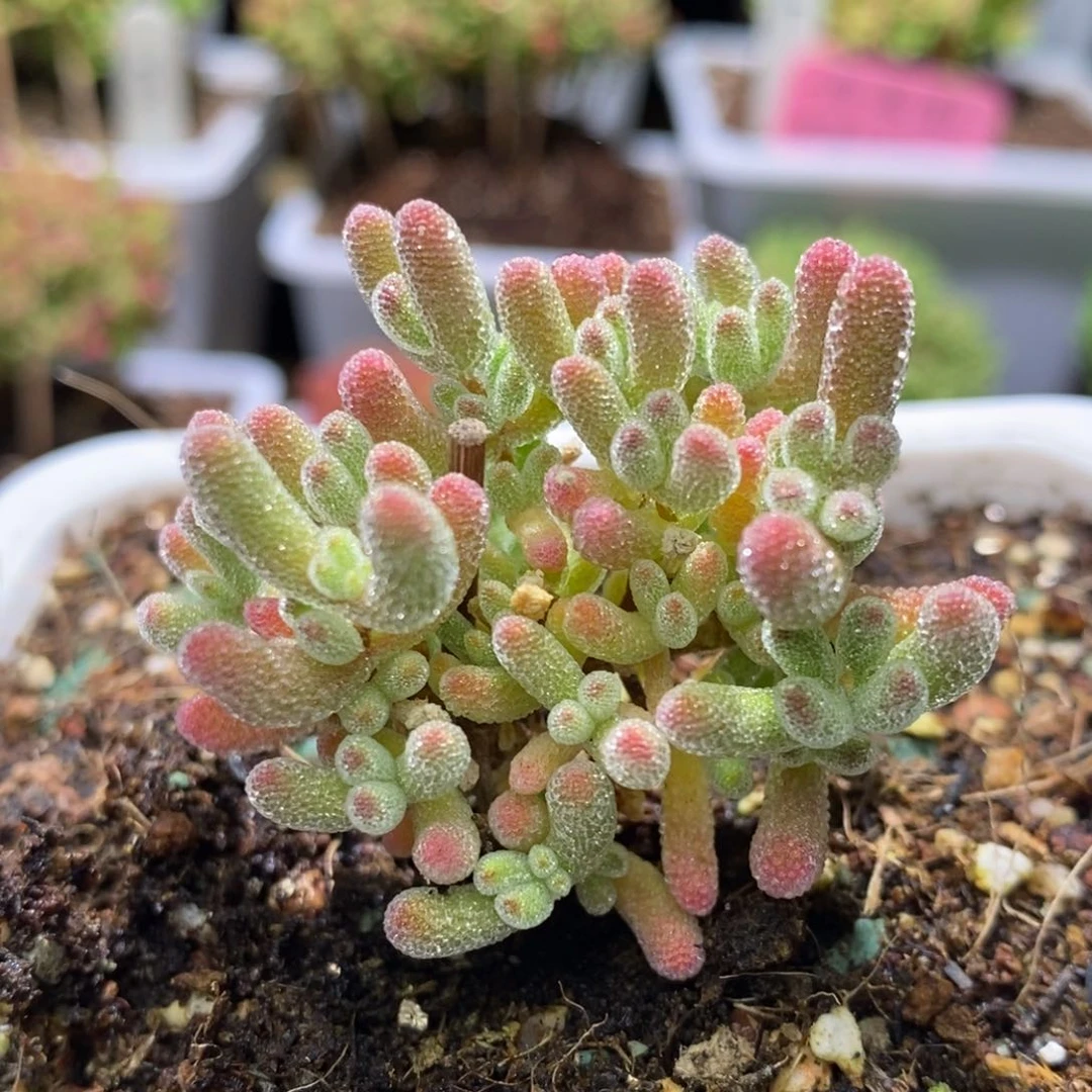 早****?冰晶杂枝干番杏A994