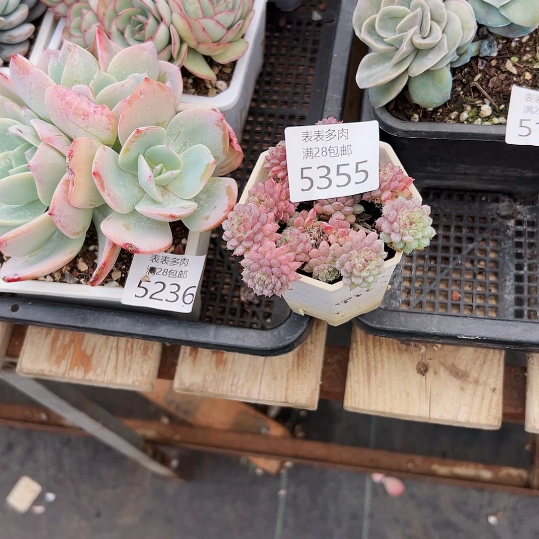 9号我们的确是5355