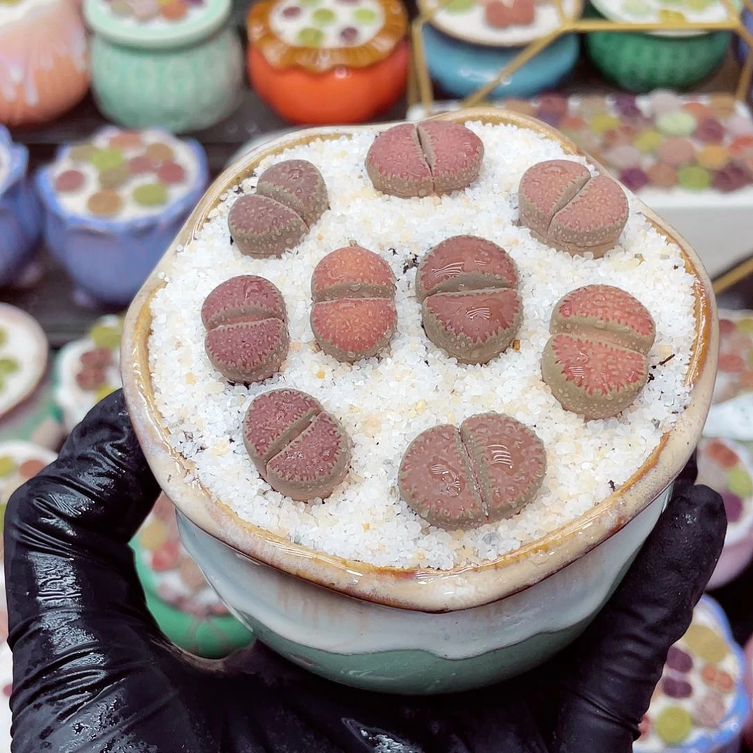 郎个18包邮0614-40