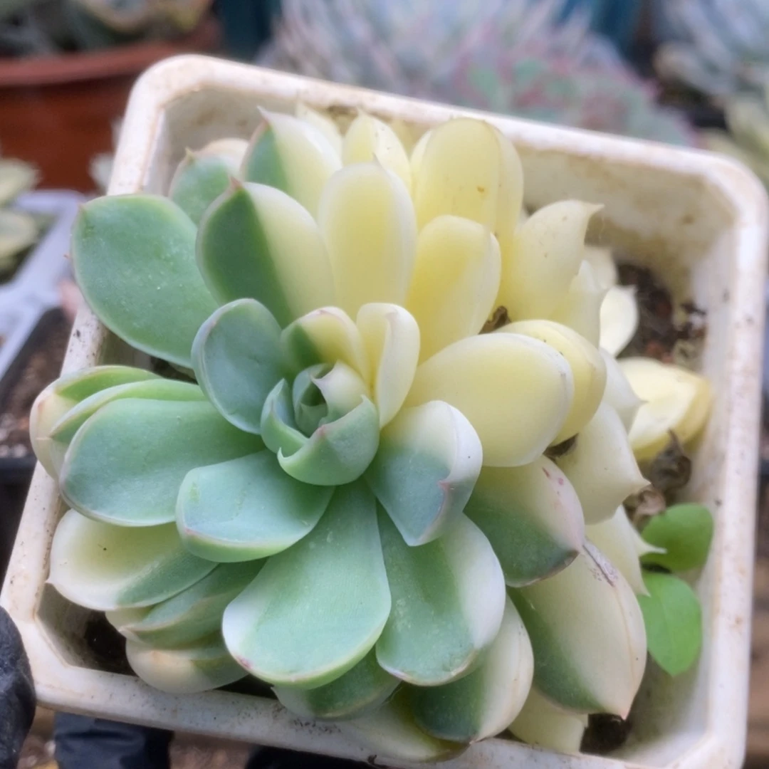 358捏黄花锦锦锦锦