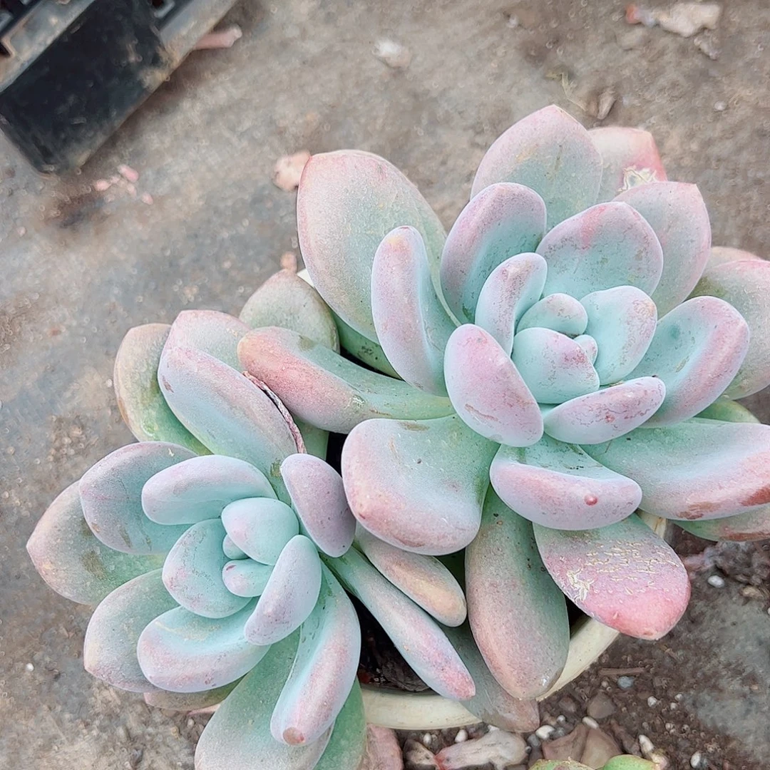 奥普双头起发精品特价