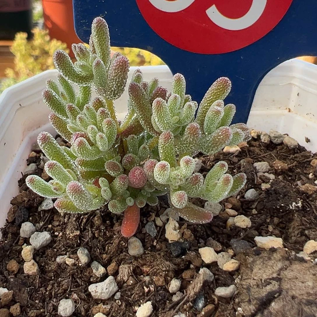 95号冰晶杂紫晶4.15多肉