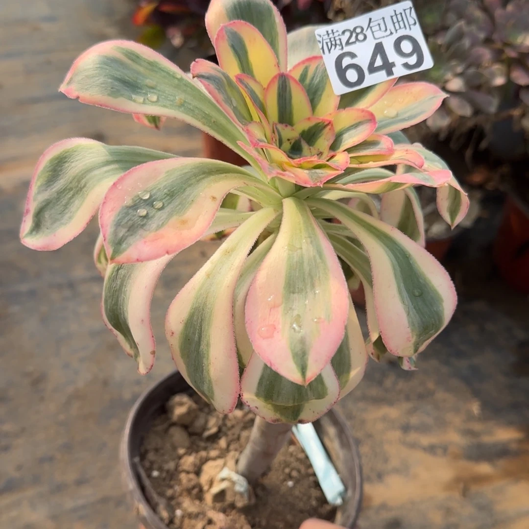 艳姿多肉649满28包邮断枝不包