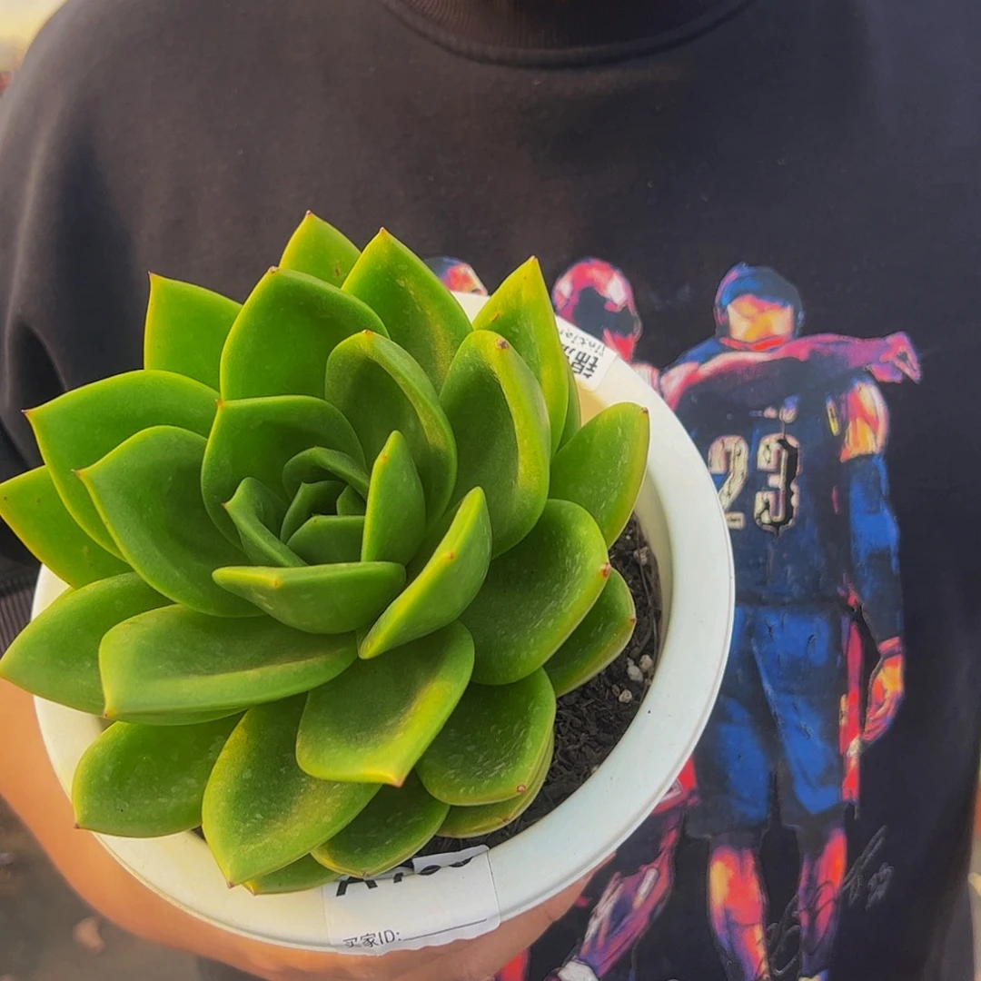 翠花大单头多肉植物