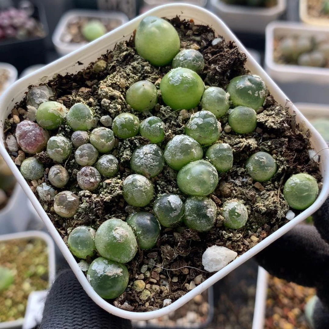 468大王拉登一盆