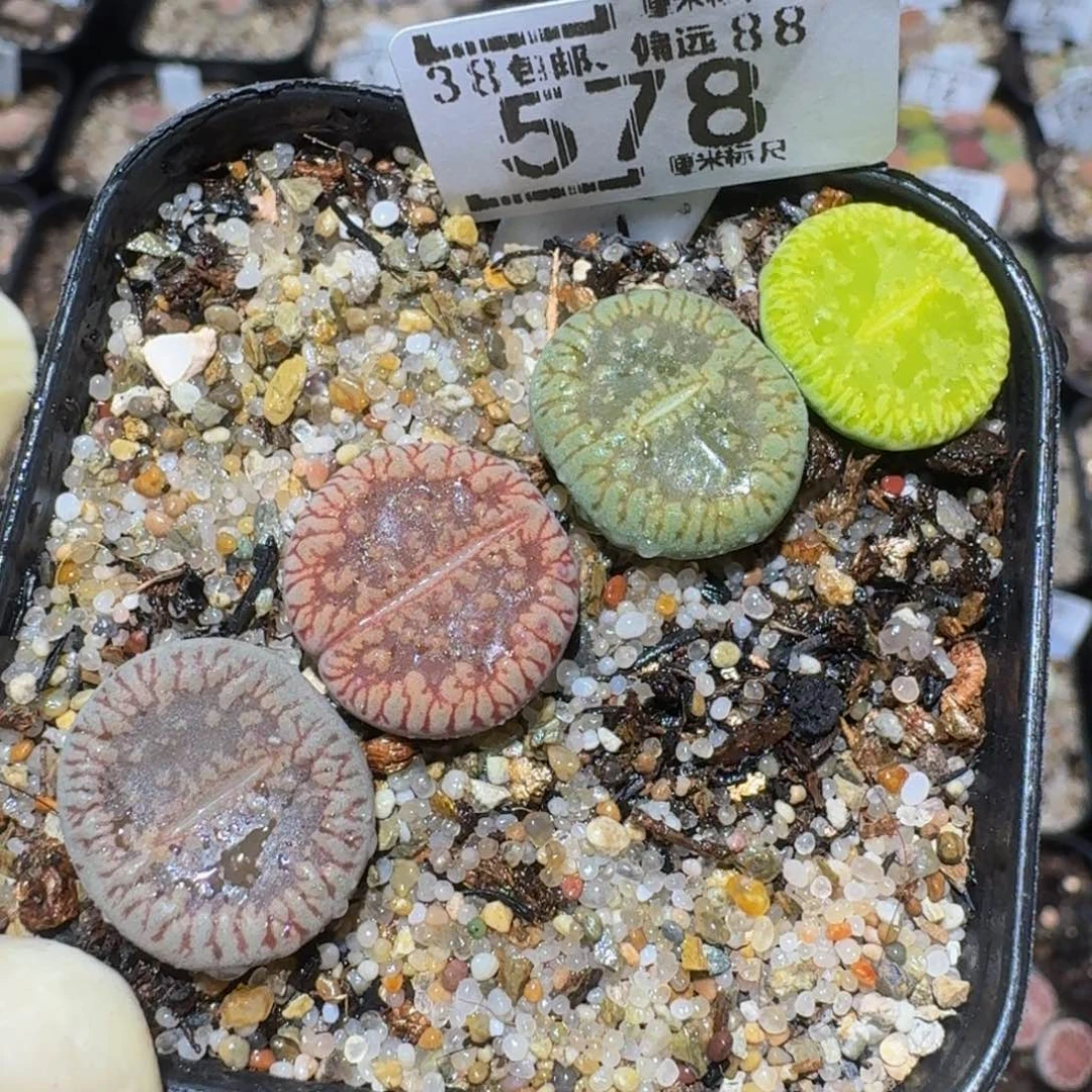zzzz精品生石花578