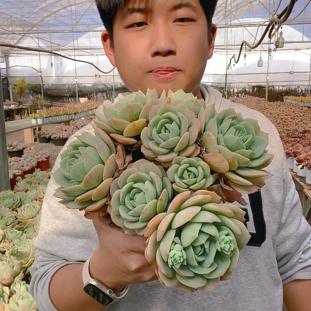 整桩恋曲无砍自然群特价