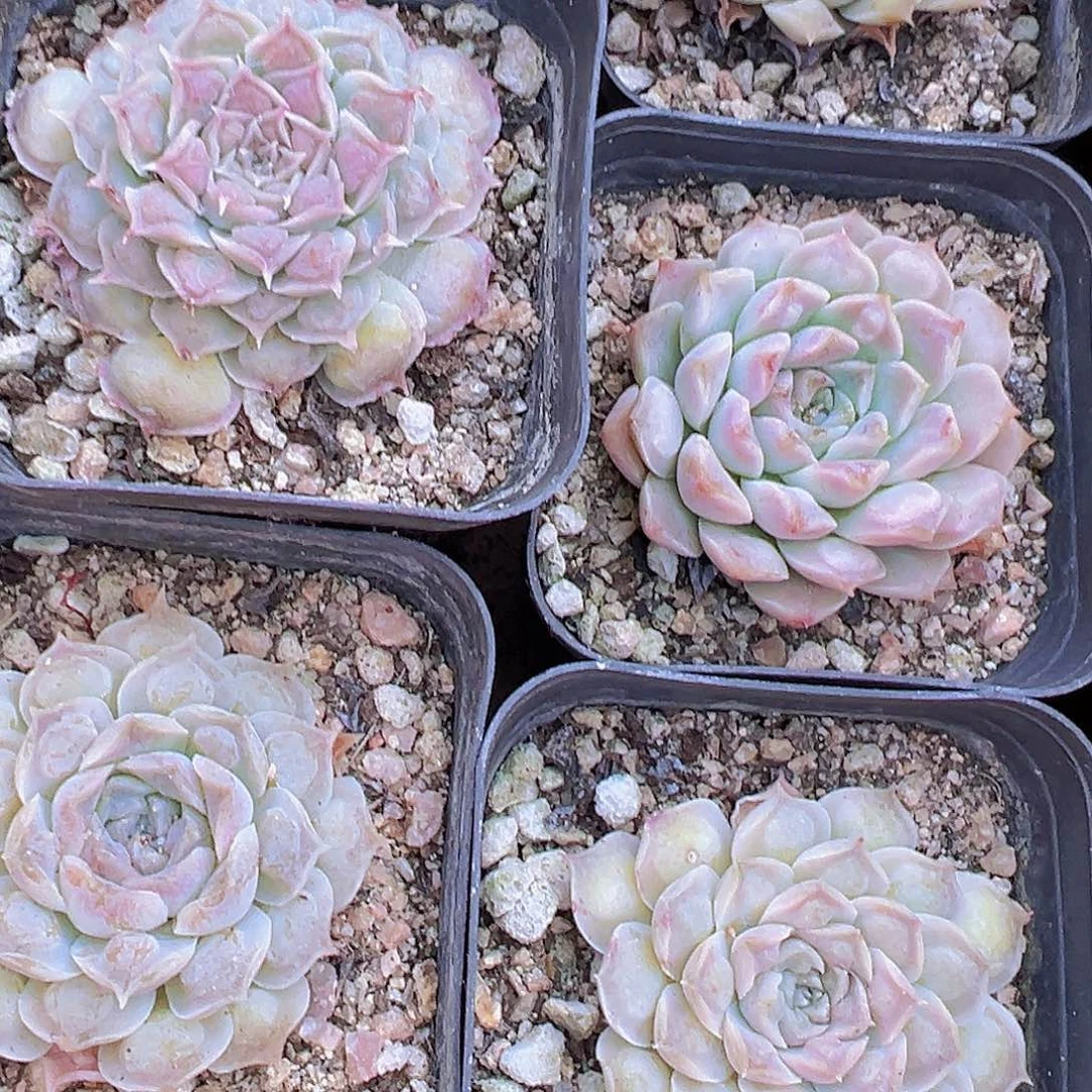 财留19包邮多肉植物