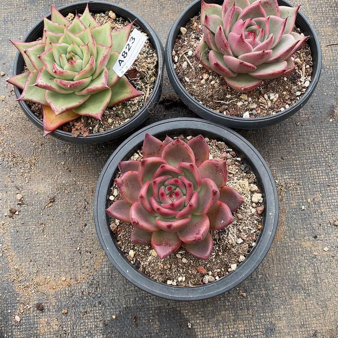 若如东云组拍A823