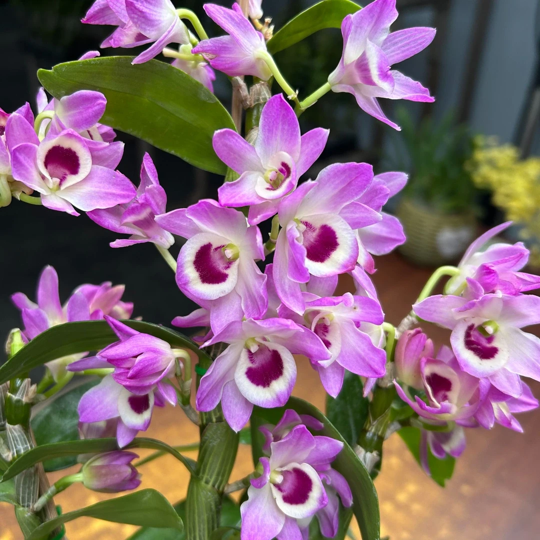 春石斛兰（紫玲珑）2-3个开花条高品质 稀少品种盆栽兰花 开花太美