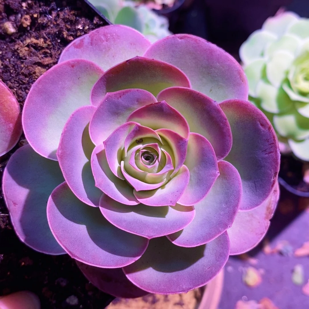 山地玫瑰新年福利一物一拍372红狐狸