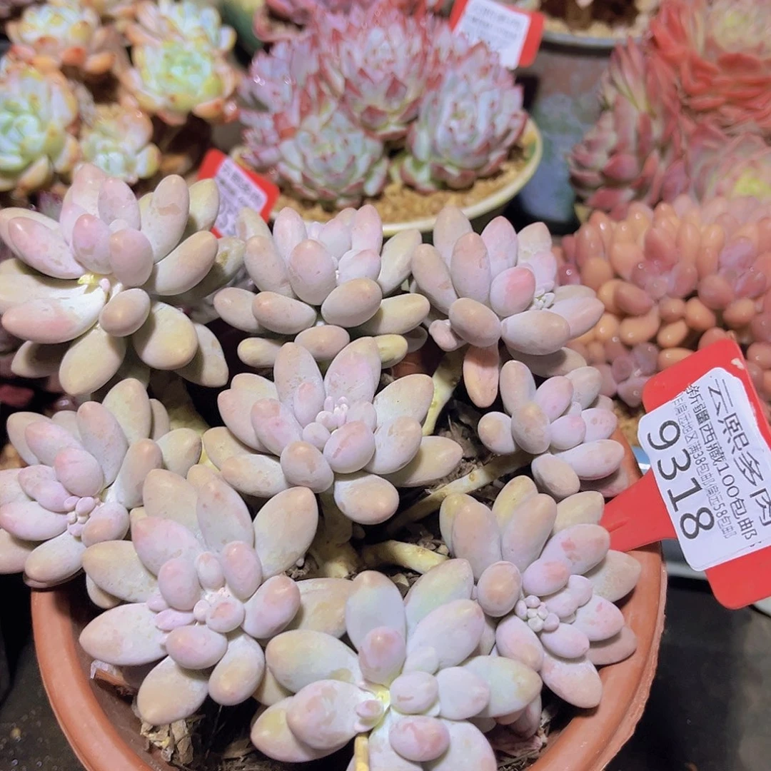 9318粉色恋人多肉植物