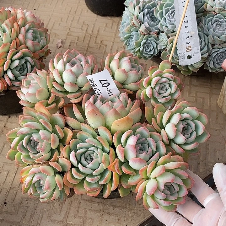 小七夕多肉莎莎女王07