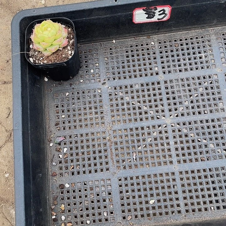 静***缘3号筐带盆土发货一个