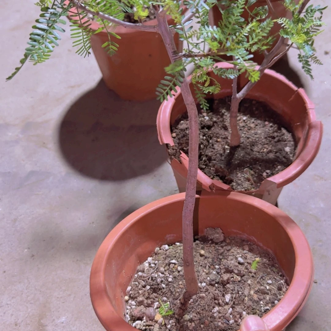金***马块根植物块根植物