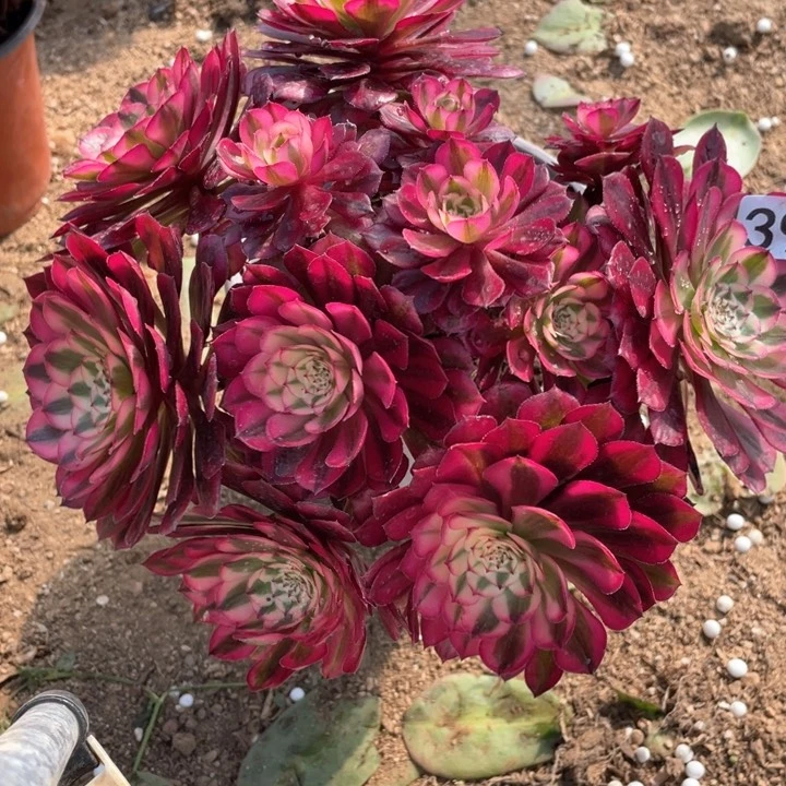 迎*?394多肉植物红铜白有断枝福利