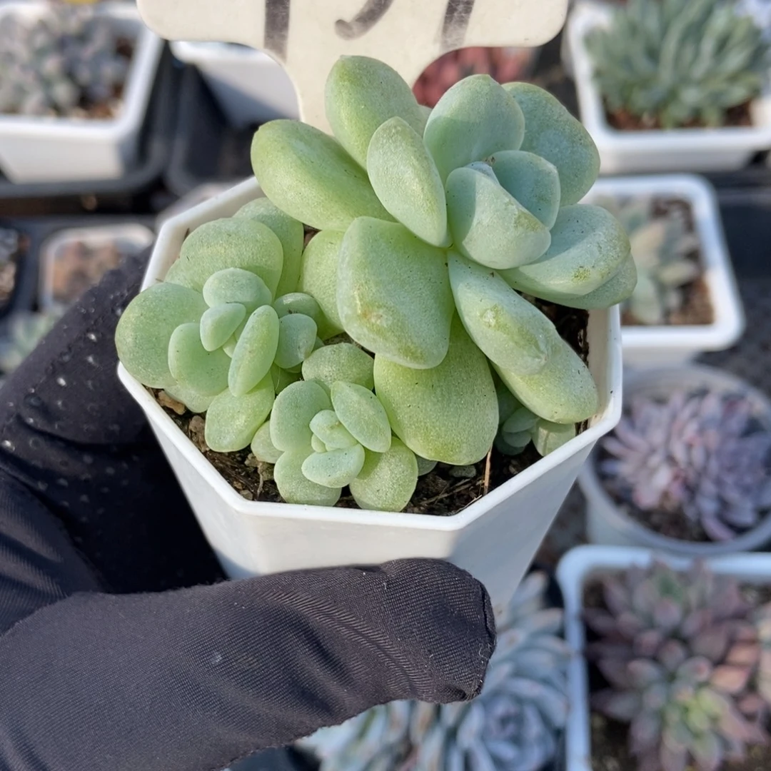 959冰玉石化多肉植物
