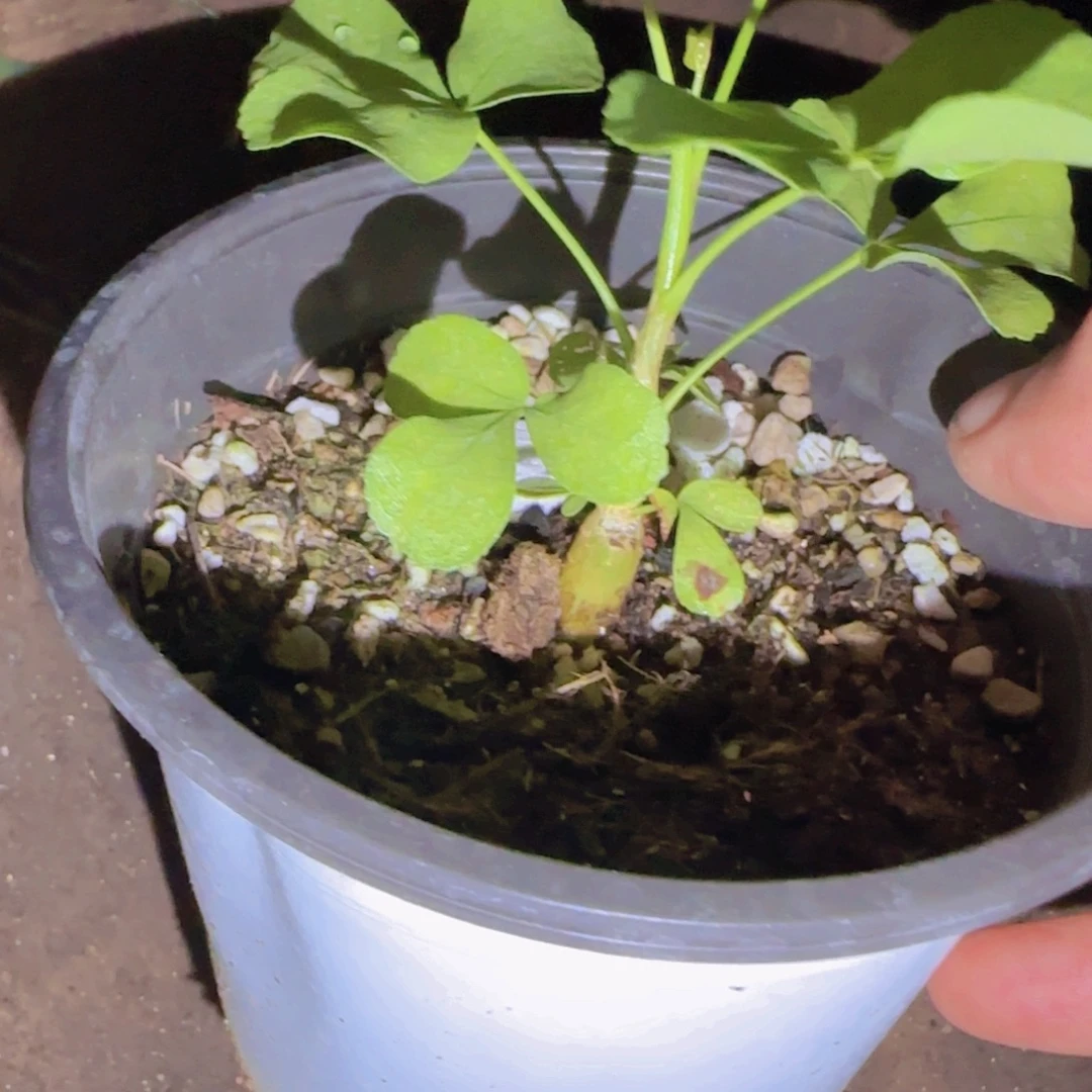 毛***婆块根植物块根植物