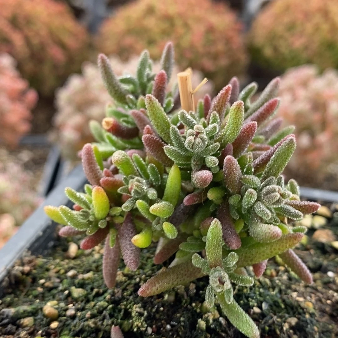 有**可狐尾5539枝干番杏