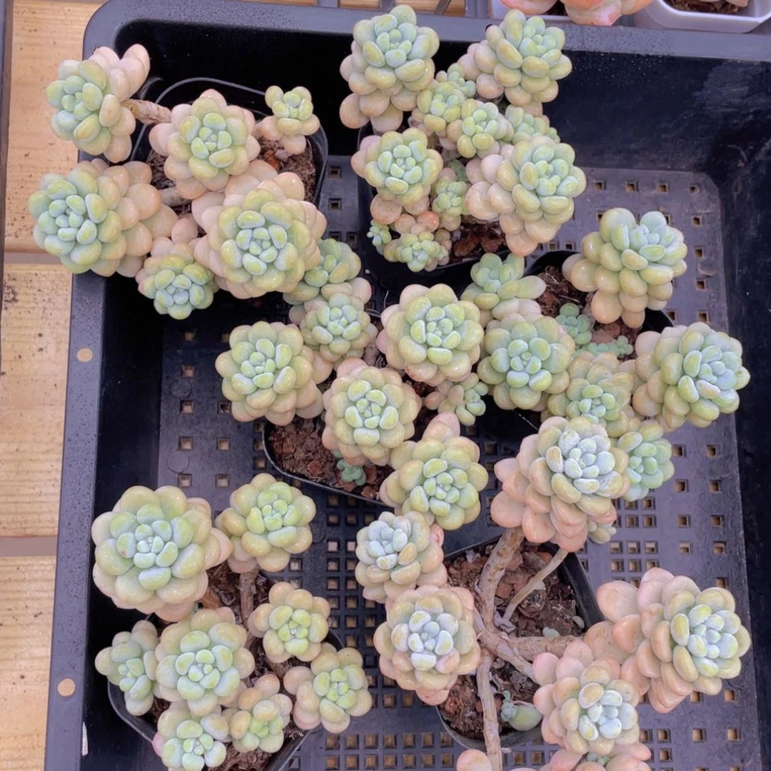 1020号 洛可可老桩大群生六头起一个