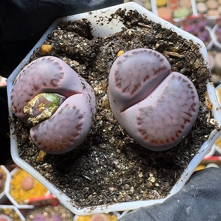 大***曼生石花111111。  129