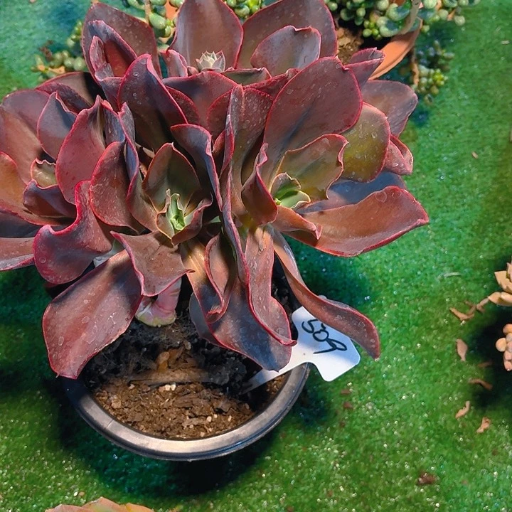 多****丽娟花卉红酒杯509