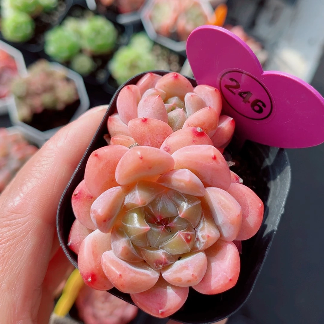 246号小老桩糖心双头