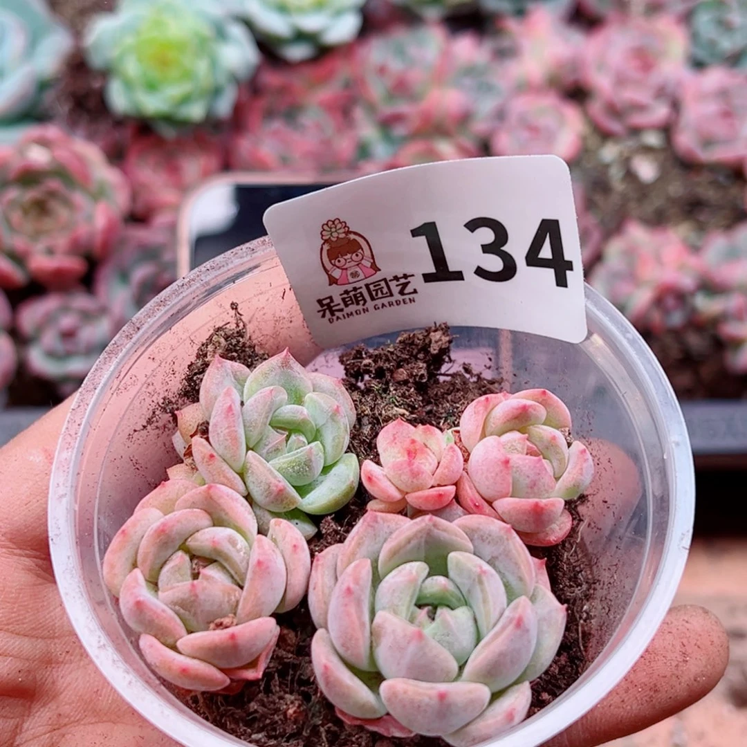 多肉植物多肉植物