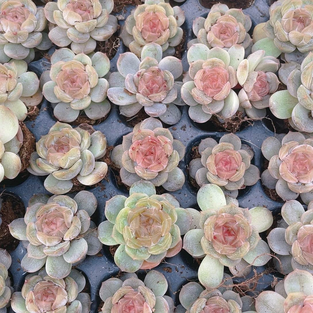 白恋穴一个满25包邮