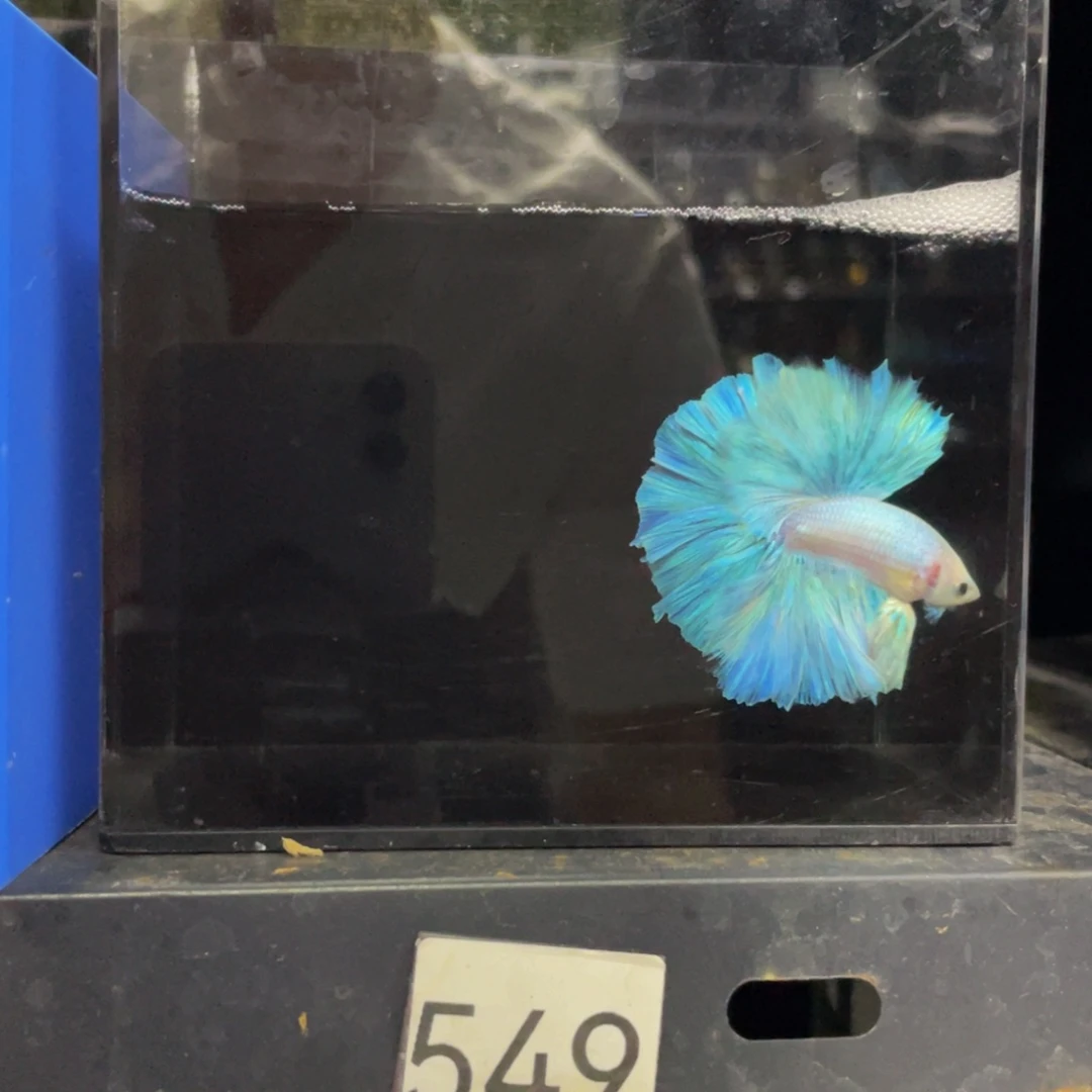 斗鱼Hahauasu 549