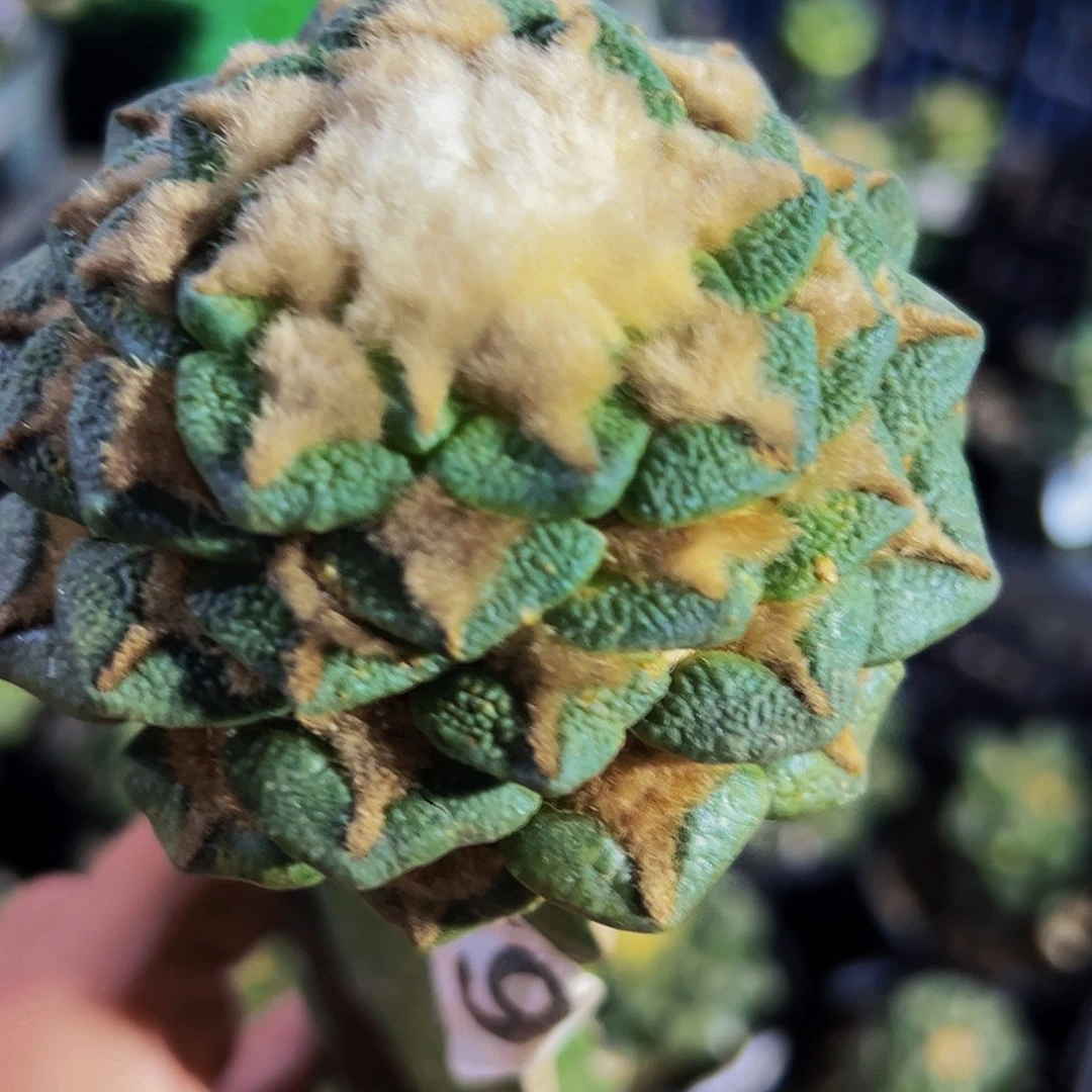 无花朵福利大尤黑牡丹859