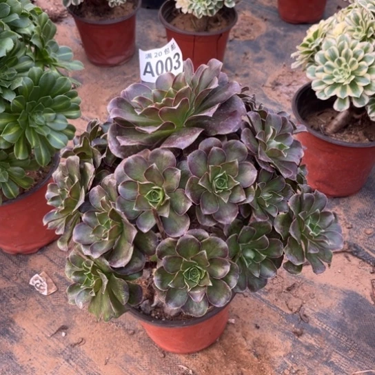 003枚金玫瑰不包断枝