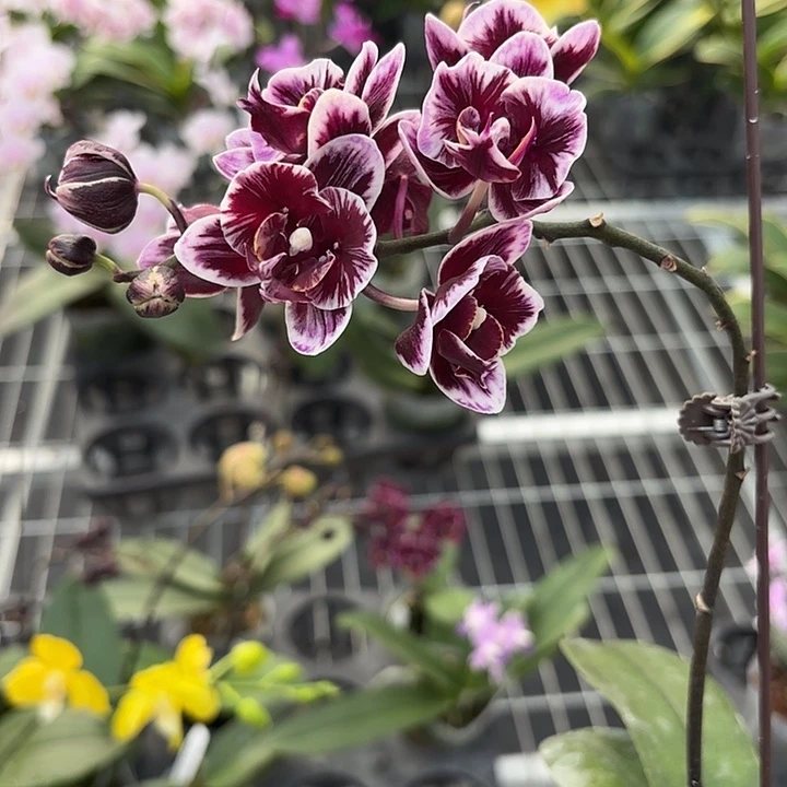 该***啥完全开放美琪黑天使两眼