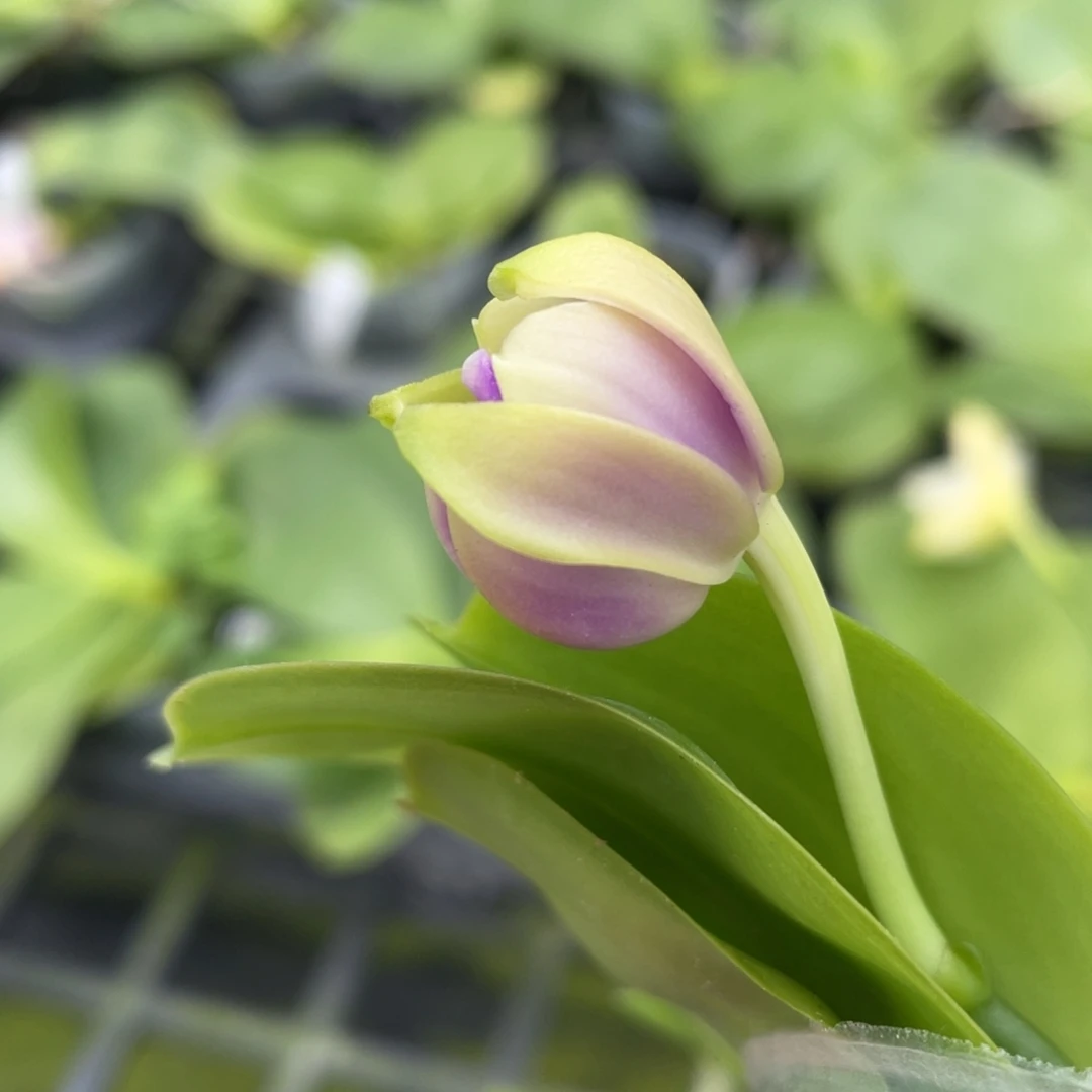 全部花苞狗子兄弟交