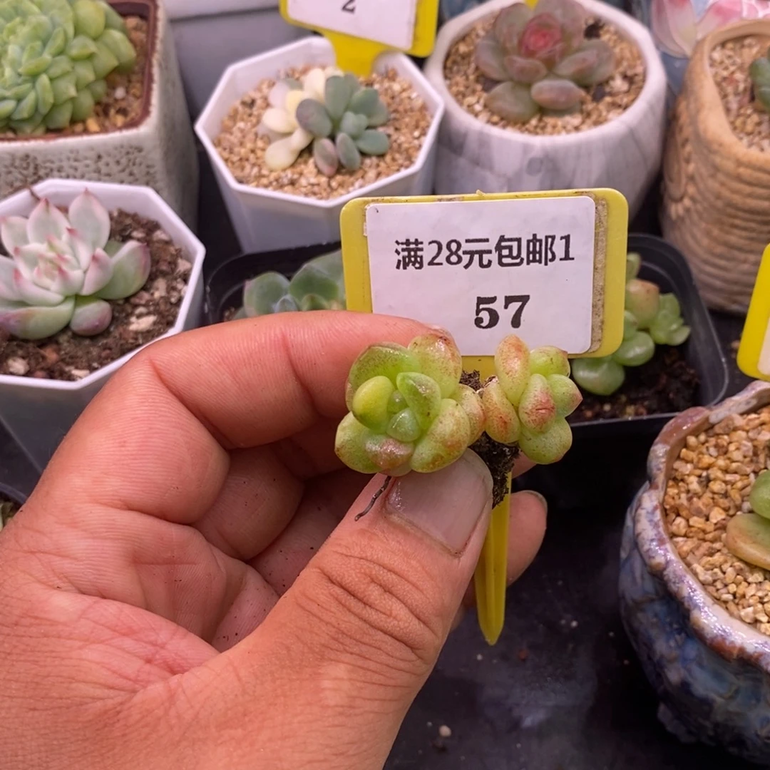 157冰玉石化黄锦……