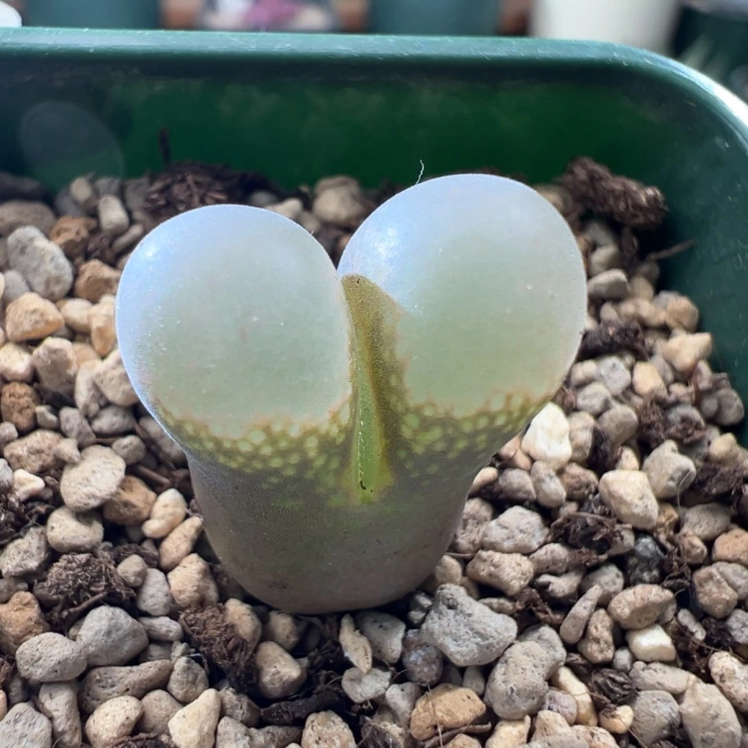 w375/青蛙4.5年b23 特厚鼓窗 七夕折后价