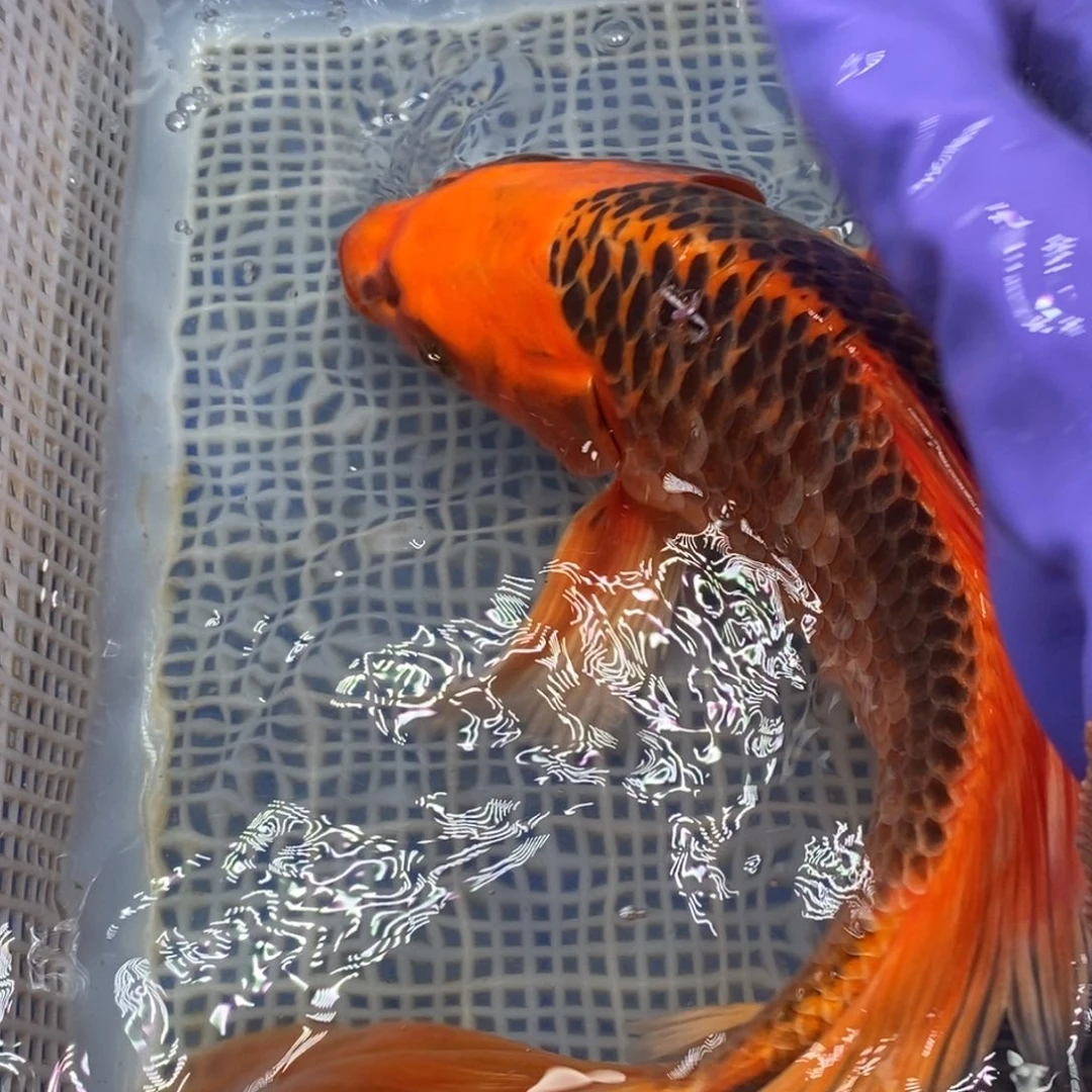 锦鲤冷水锦鲤包邮