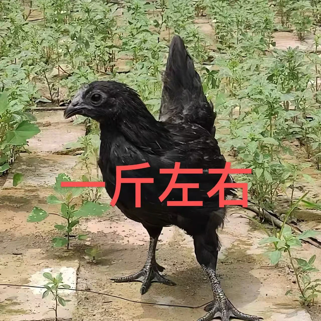 【一斤左右纯种五黑绿壳蛋宠物鸡山间散养黑凤鸡发货包邮】HB