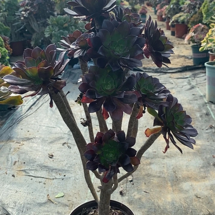 黑法多肉植物105。