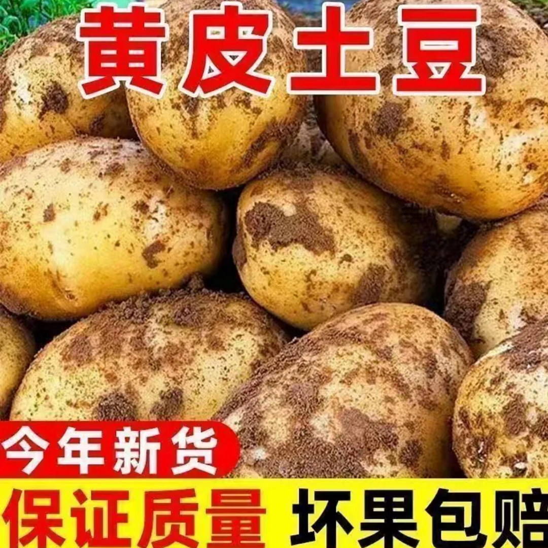 贵州高山黄皮黄心洋芋