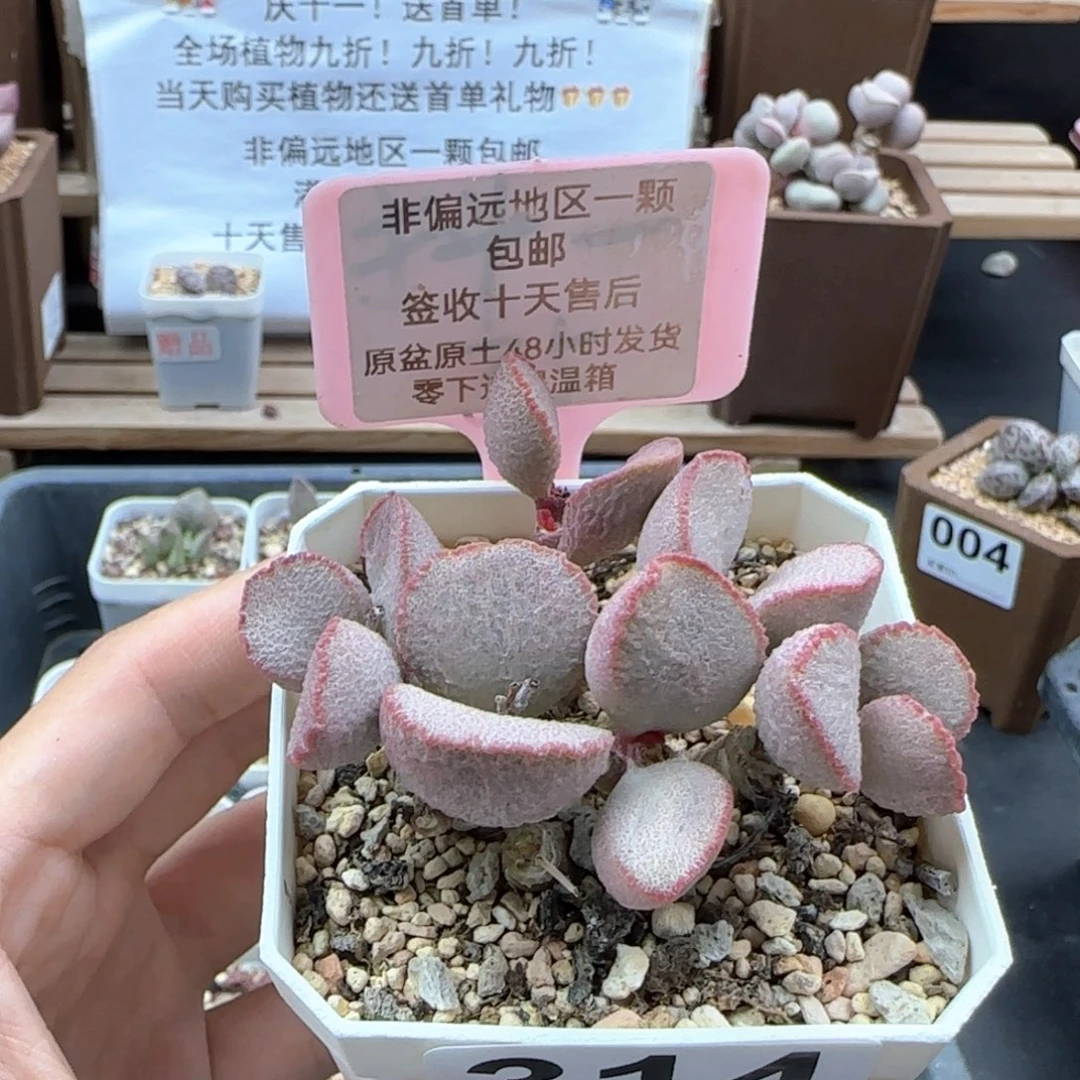 314妖姬多肉植物