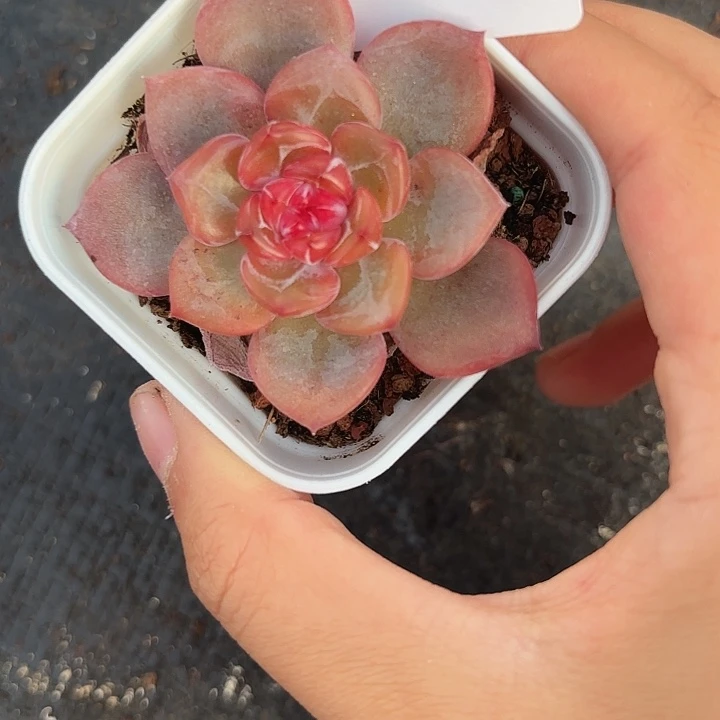 闪吼13呀呀呀呀啊呀呀啊呀呀啊呀呀
