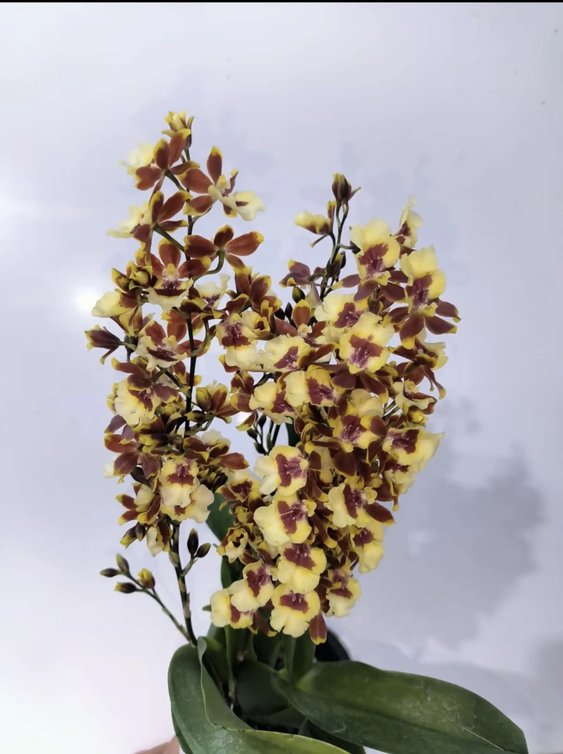 小花猫 稀有洋兰 花以开爆（露天养殖苗 叶片有斑点 介意勿拍）